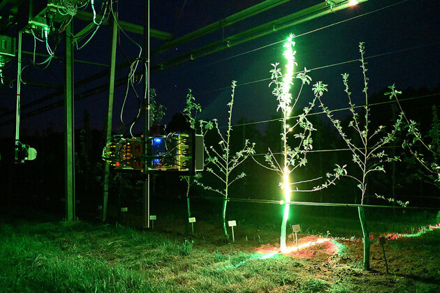 Apfelbaum wird gescannt